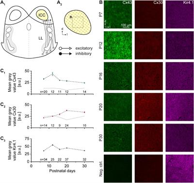 Anisotropic Panglial Coupling Reflects Tonotopic Organization in the Inferior Colliculus